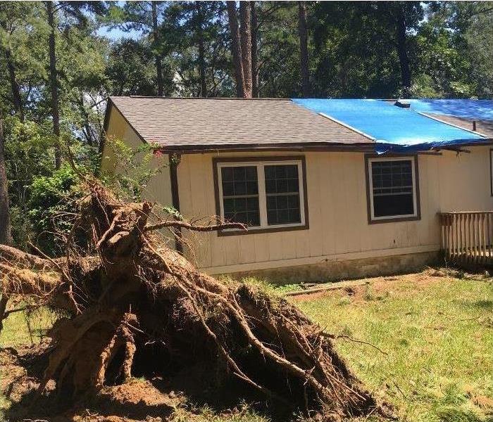 Fallen tree house in background 