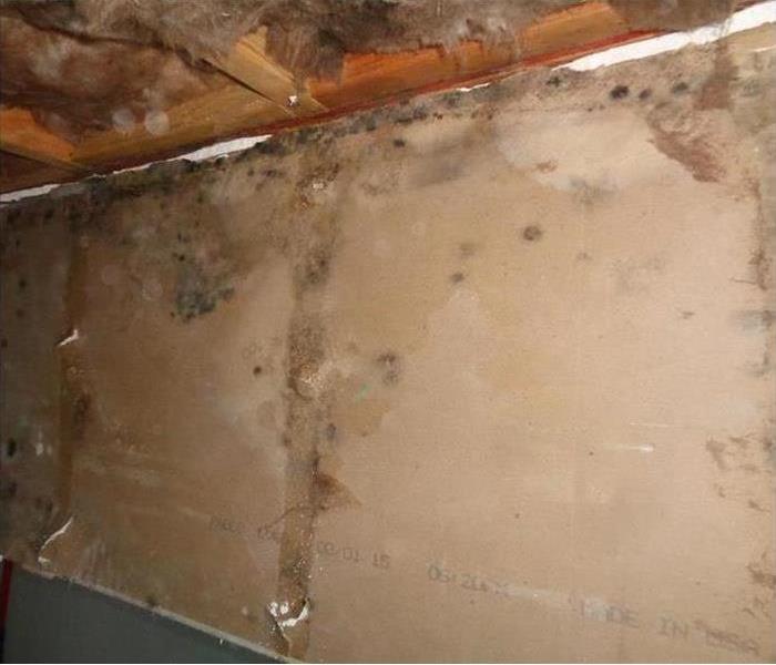 Mold on brown wall 